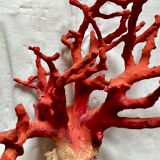 Red coral