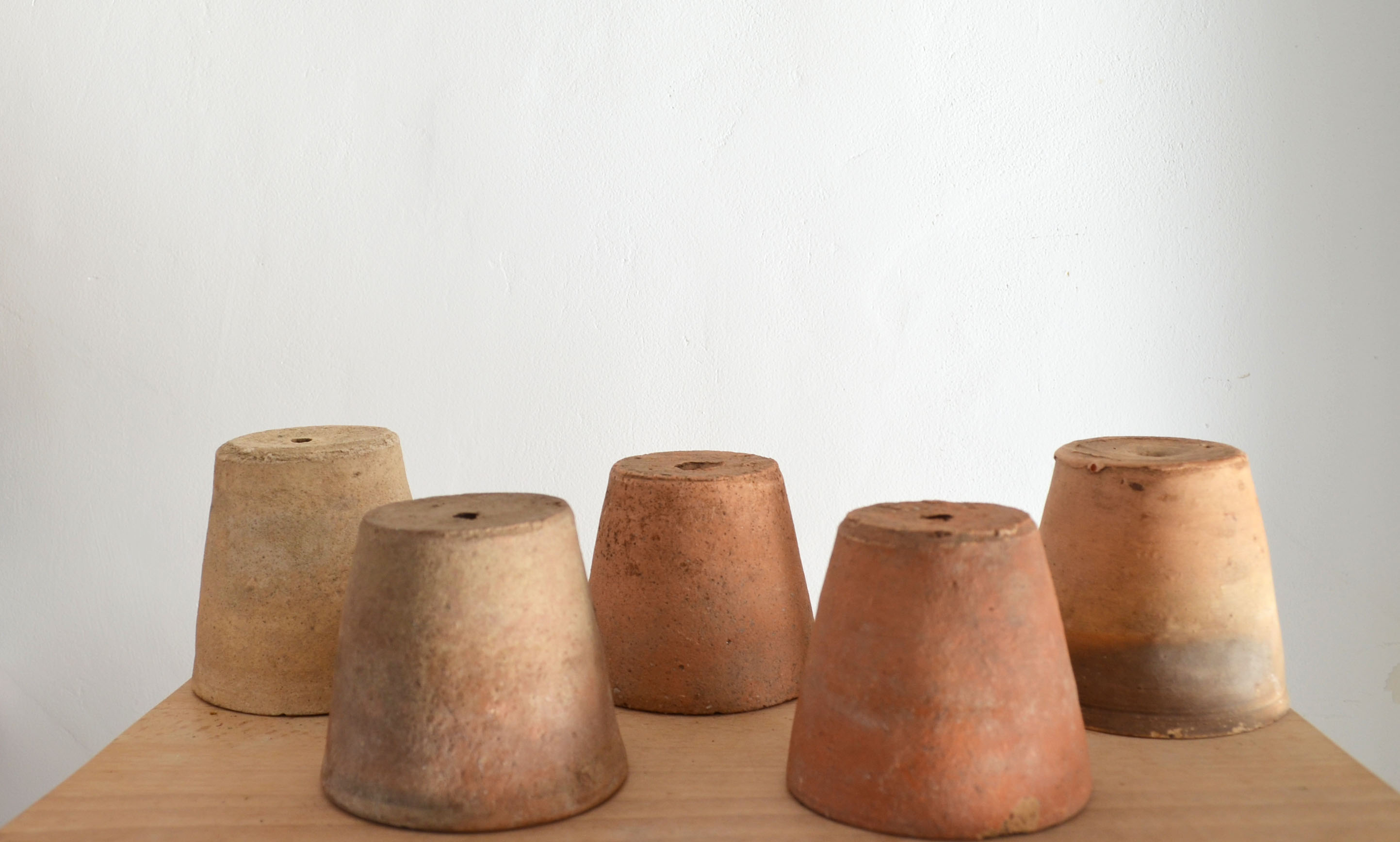 5 pots with old seedlings 7/8 cm