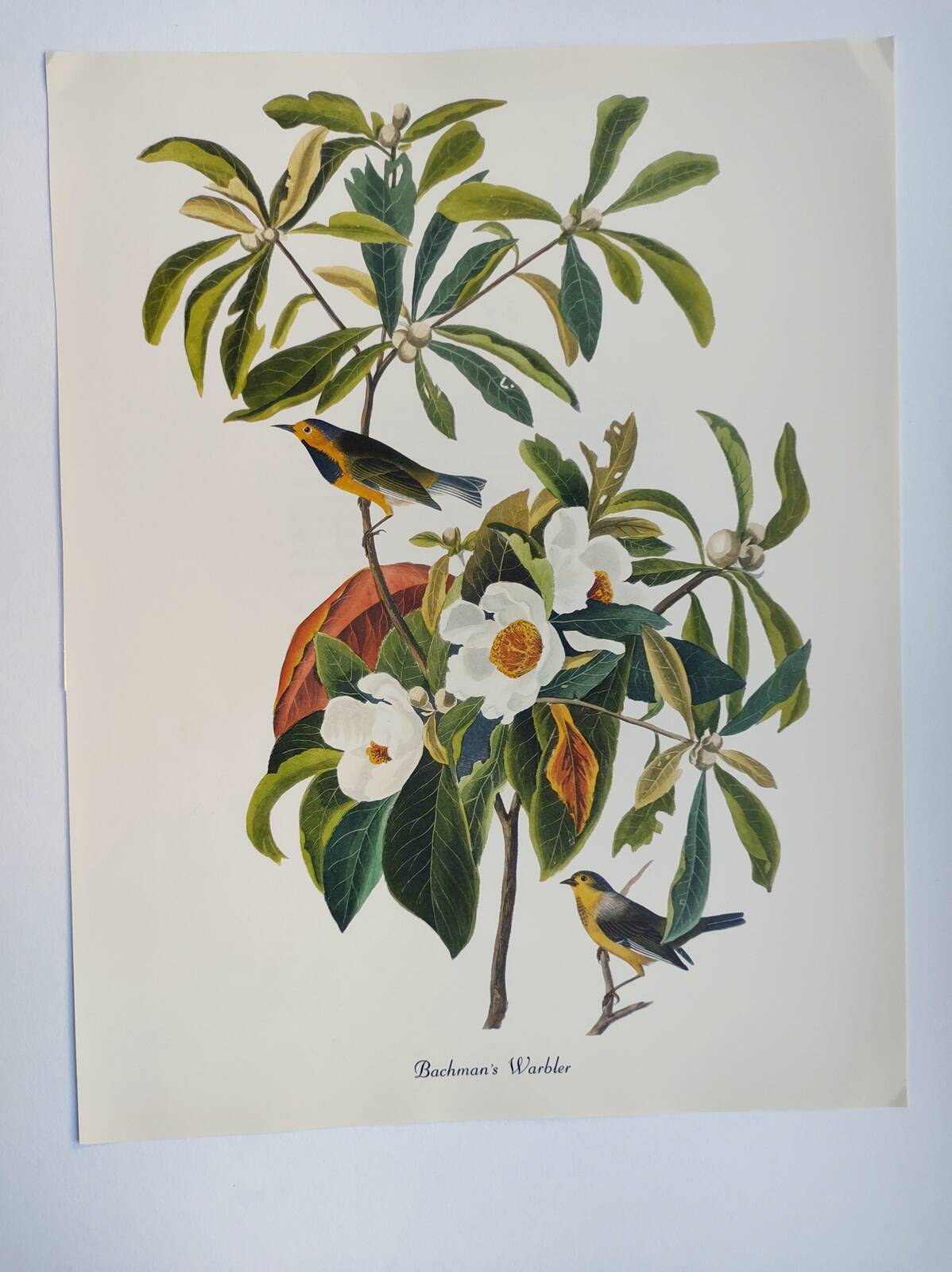 Bird board by JJ Audubon - Bachman's Warbler - 🐦 Zoological and ornithological illustration