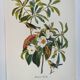 Bird board by JJ Audubon - Bachman's Warbler - 🐦 Zoological and ornithological illustration