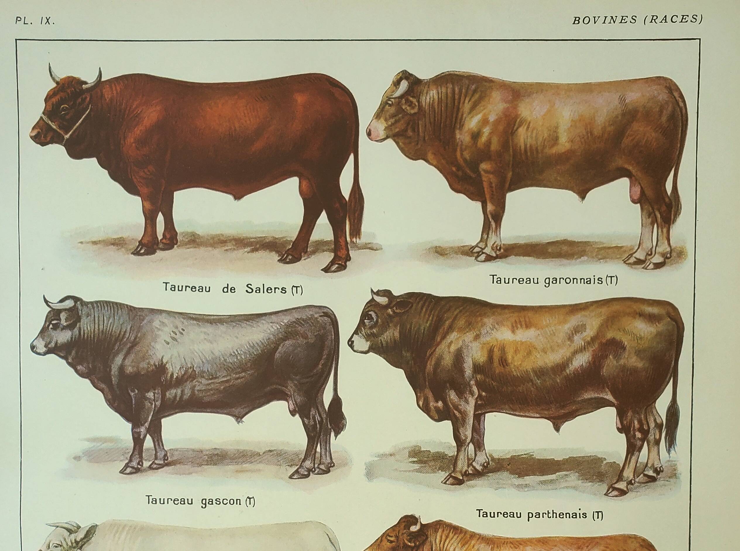 Old engraving 1922, Bull and Cattle, cattle breeds, cow • Lithograph, Original plate