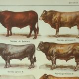 Old engraving 1922, Bull and Cattle, cattle breeds, cow • Lithograph, Original plate
