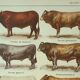 Old engraving 1922, Bull and Cattle, cattle breeds, cow • Lithograph, Original plate