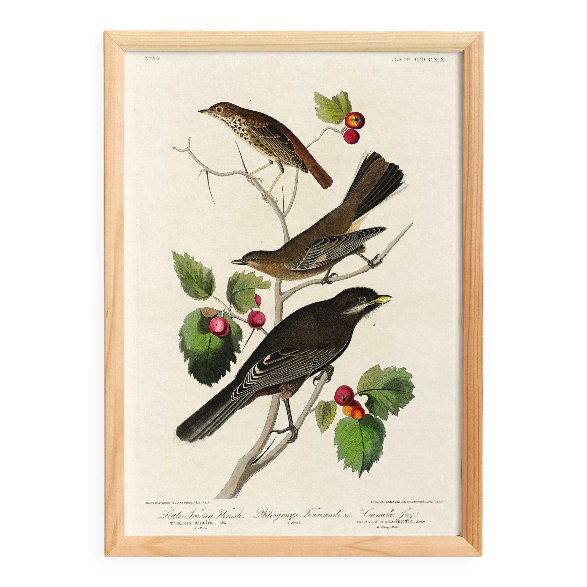 Affiche sur le Merle d’Amérique, d’après une gravure ancienne de 1827.