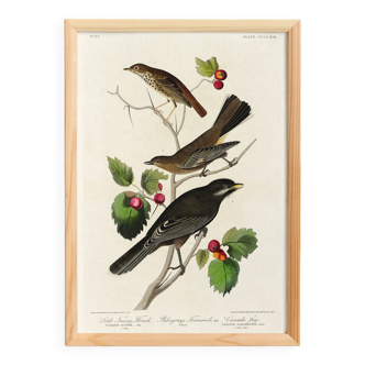 Poster about the American Robin, based on an old engraving from 1827.