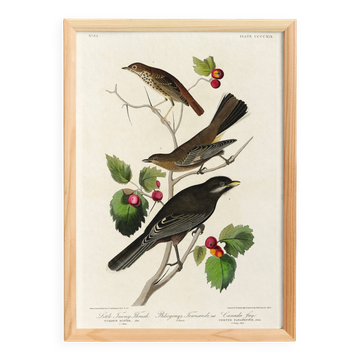 Poster about the American Robin, based on an old engraving from 1827.