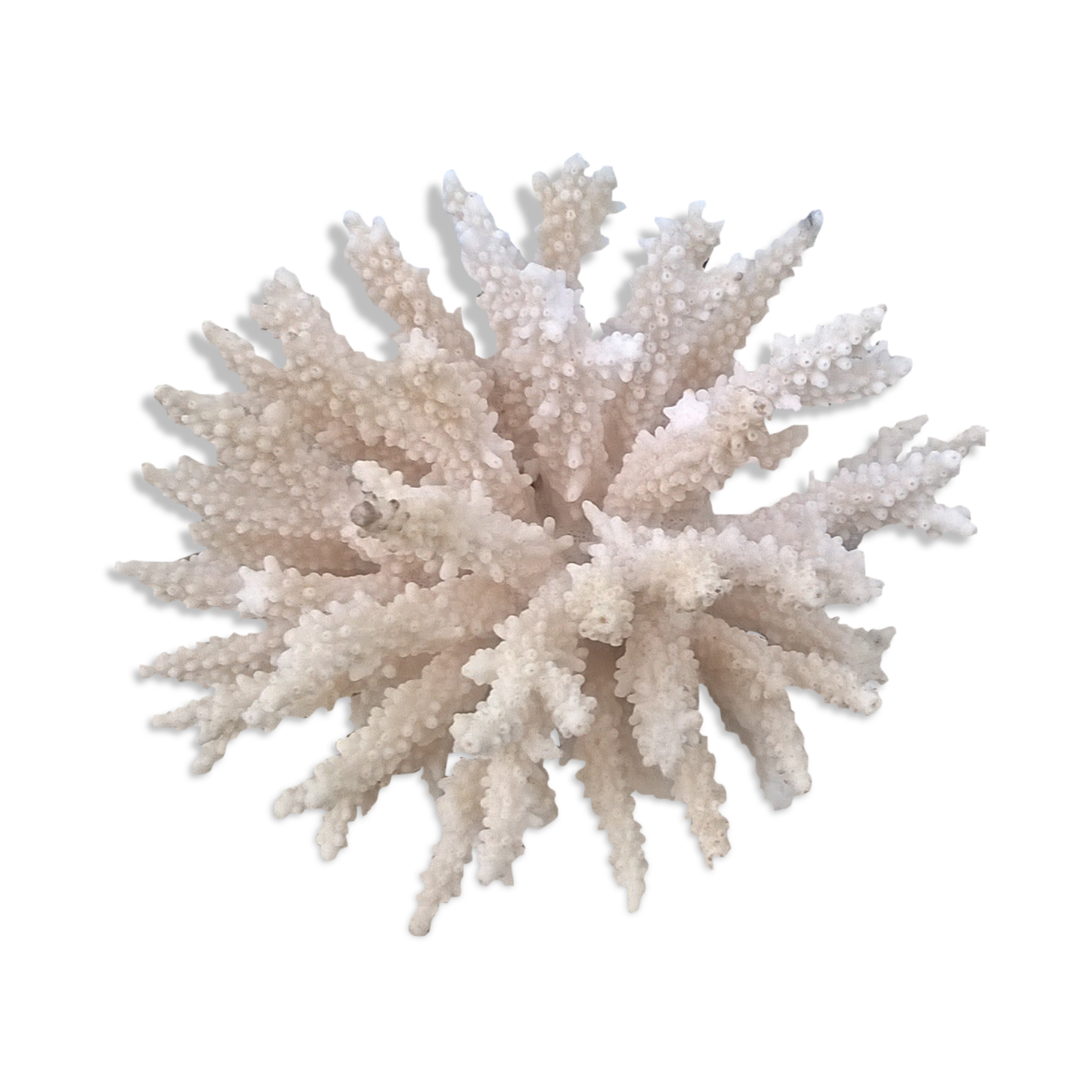 Vintage white coral
