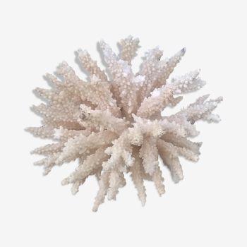 Vintage white coral