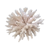 Vintage white coral