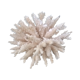 Corail blanc vintage