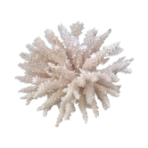 Corail blanc vintage