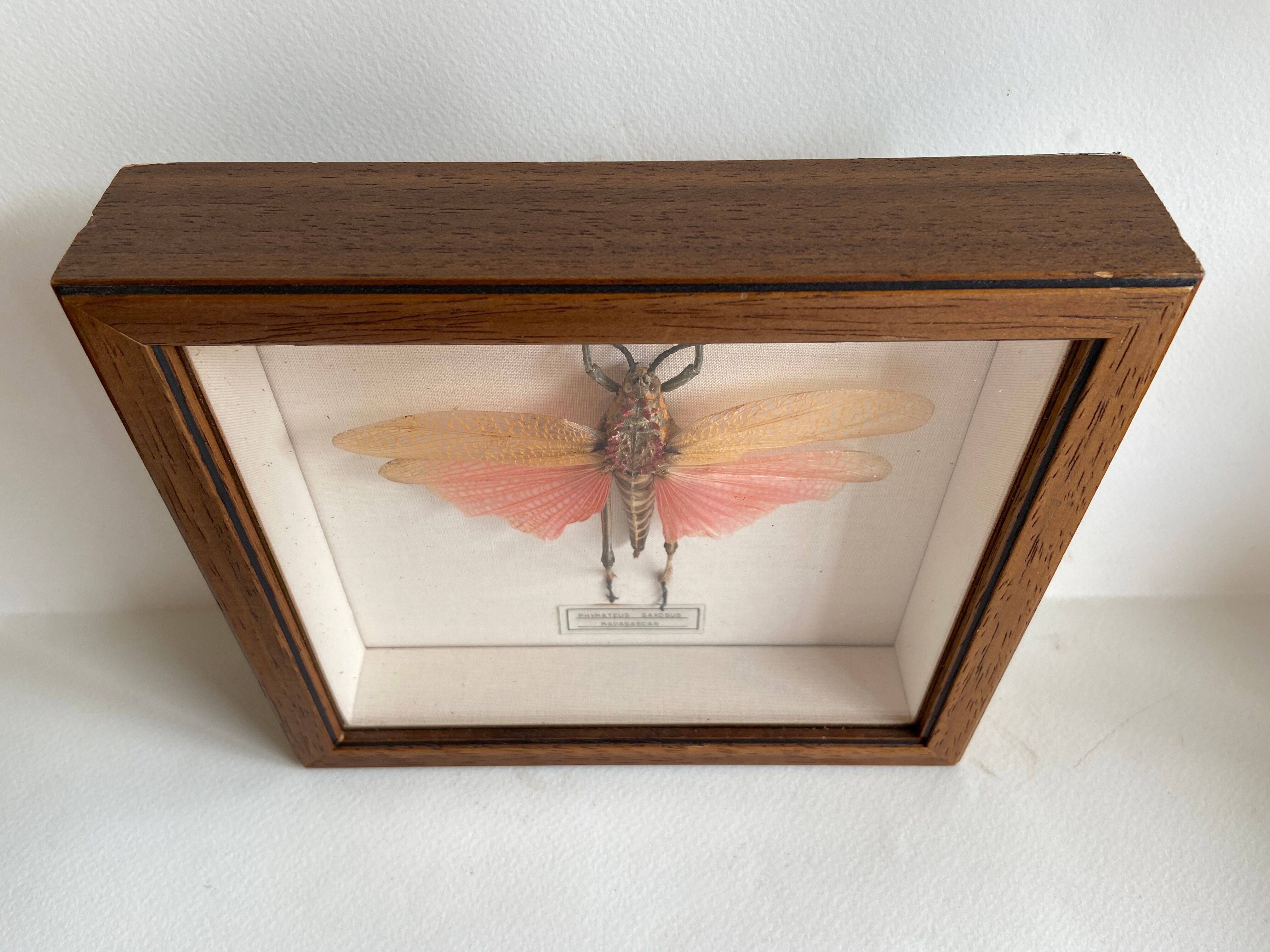 Framed insect - Phymateus Saxosus from Madagascar