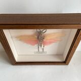 Framed insect - Phymateus Saxosus from Madagascar