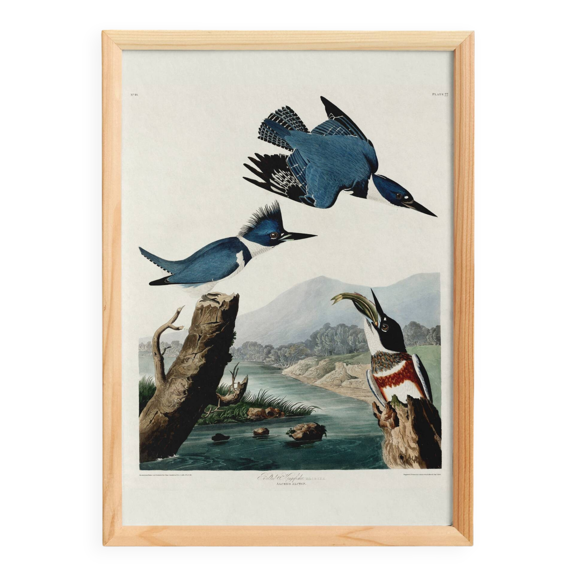 Poster of the American Kingfisher, based on an old engraving
