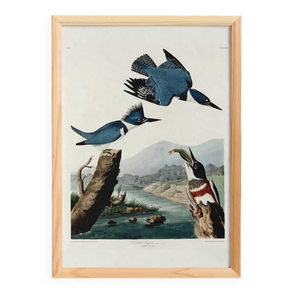 Affiche sur le Martin-pêcheur d’Amérique, d’après une gravure ancienne