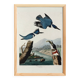 Poster of the American Kingfisher, based on an old engraving