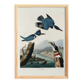 Poster of the American Kingfisher, based on an old engraving
