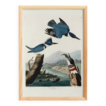 Poster of the American Kingfisher, based on an old engraving