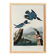 Poster of the American Kingfisher, based on an old engraving