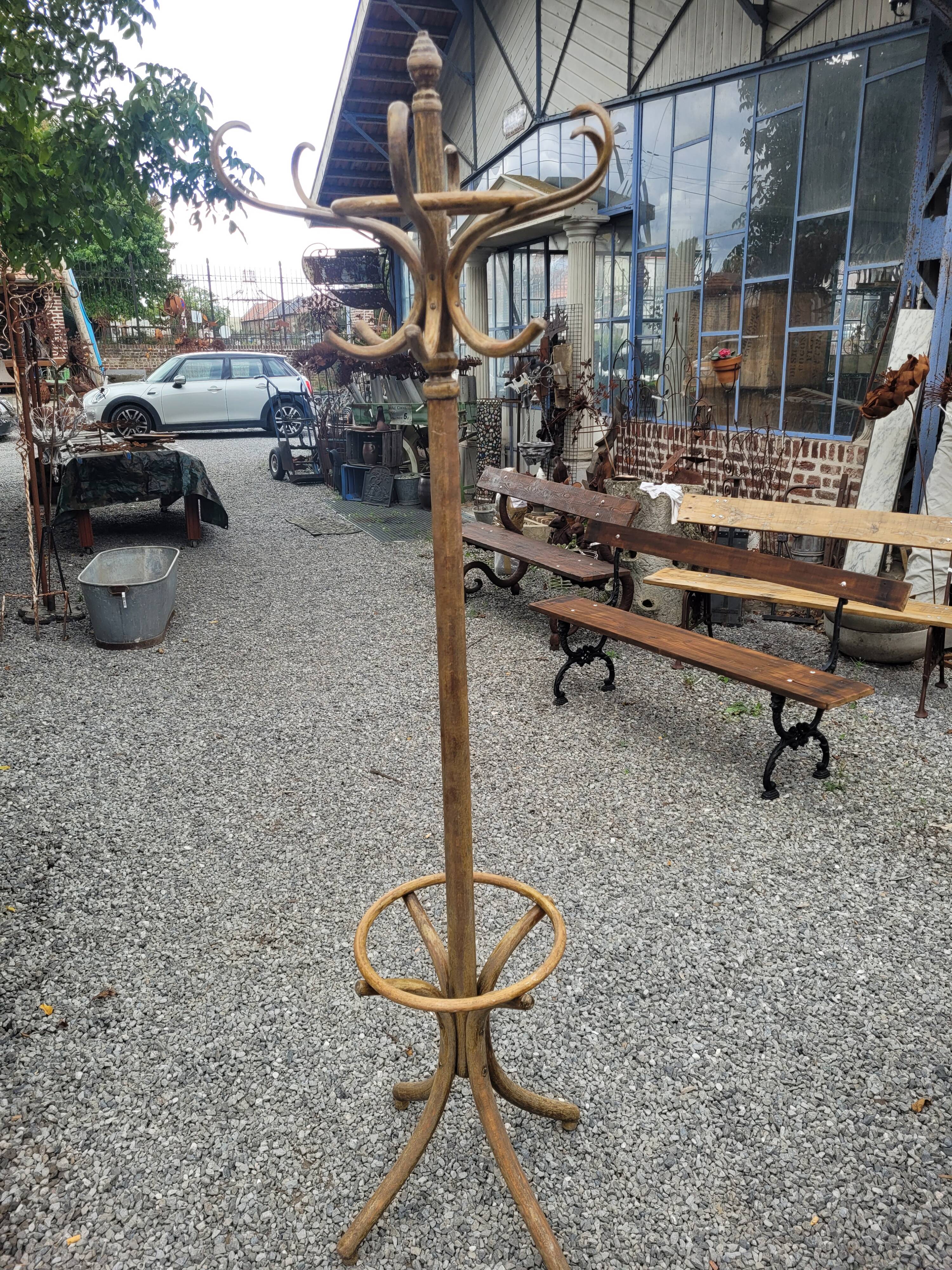 Old parrot in curved wood