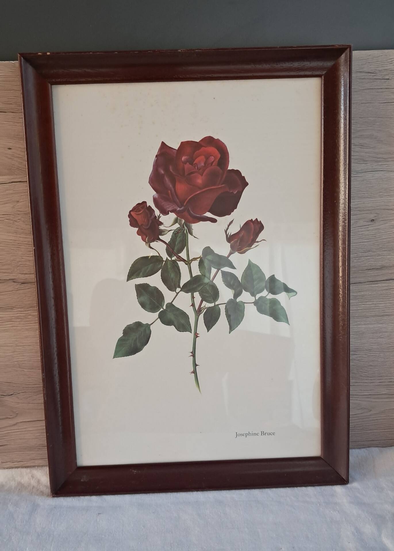 Vintage 1970 frame - Botanical illustration of Rose "Josephine B"