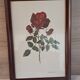 Vintage 1970 frame - Botanical illustration of Rose "Josephine B"