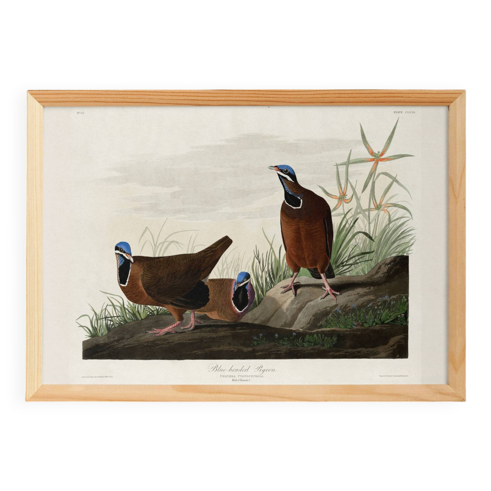 Poster about the Blue-headed Pigeon, after an old engraving from 1827.