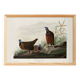 Poster about the Blue-headed Pigeon, after an old engraving from 1827.