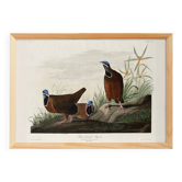 Poster about the Blue-headed Pigeon, after an old engraving from 1827.