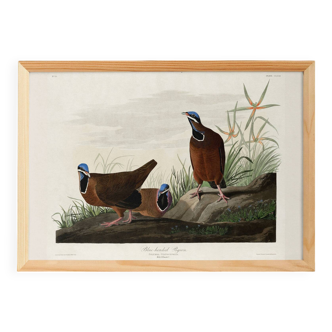 Poster about the Blue-headed Pigeon, after an old engraving from 1827.