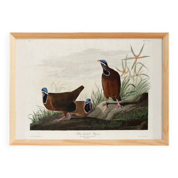 Poster about the Blue-headed Pigeon, after an old engraving from 1827.