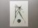 Antique illustration "insects" Dragonfly, 1960s