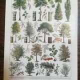 Lithograph on trees from 1928 "poplar"