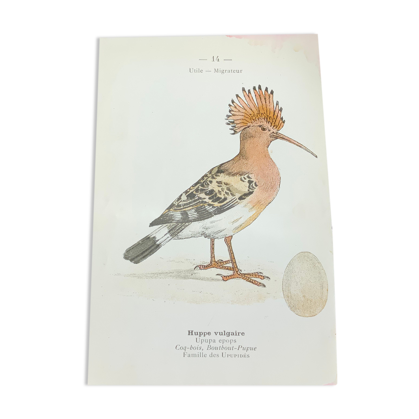 Planche naturaliste ancienne oiseaux gravure double face ouvrage 1908 G. Denise