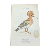 Planche naturaliste ancienne oiseaux gravure double face ouvrage 1908 G. Denise