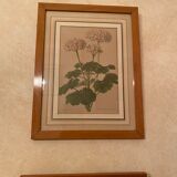 Illustrations ancienne fleurs