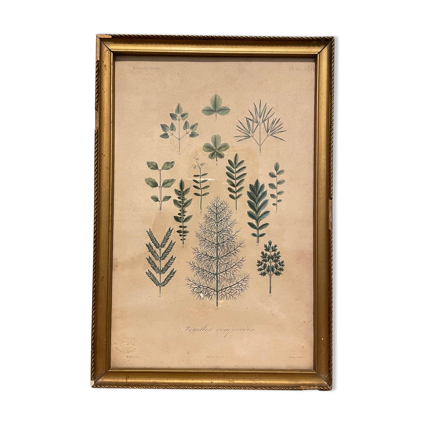 Gravure de botanique XIXème, type herbier