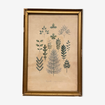 Gravure de botanique XIXème, type herbier