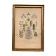 Gravure de botanique XIXème, type herbier