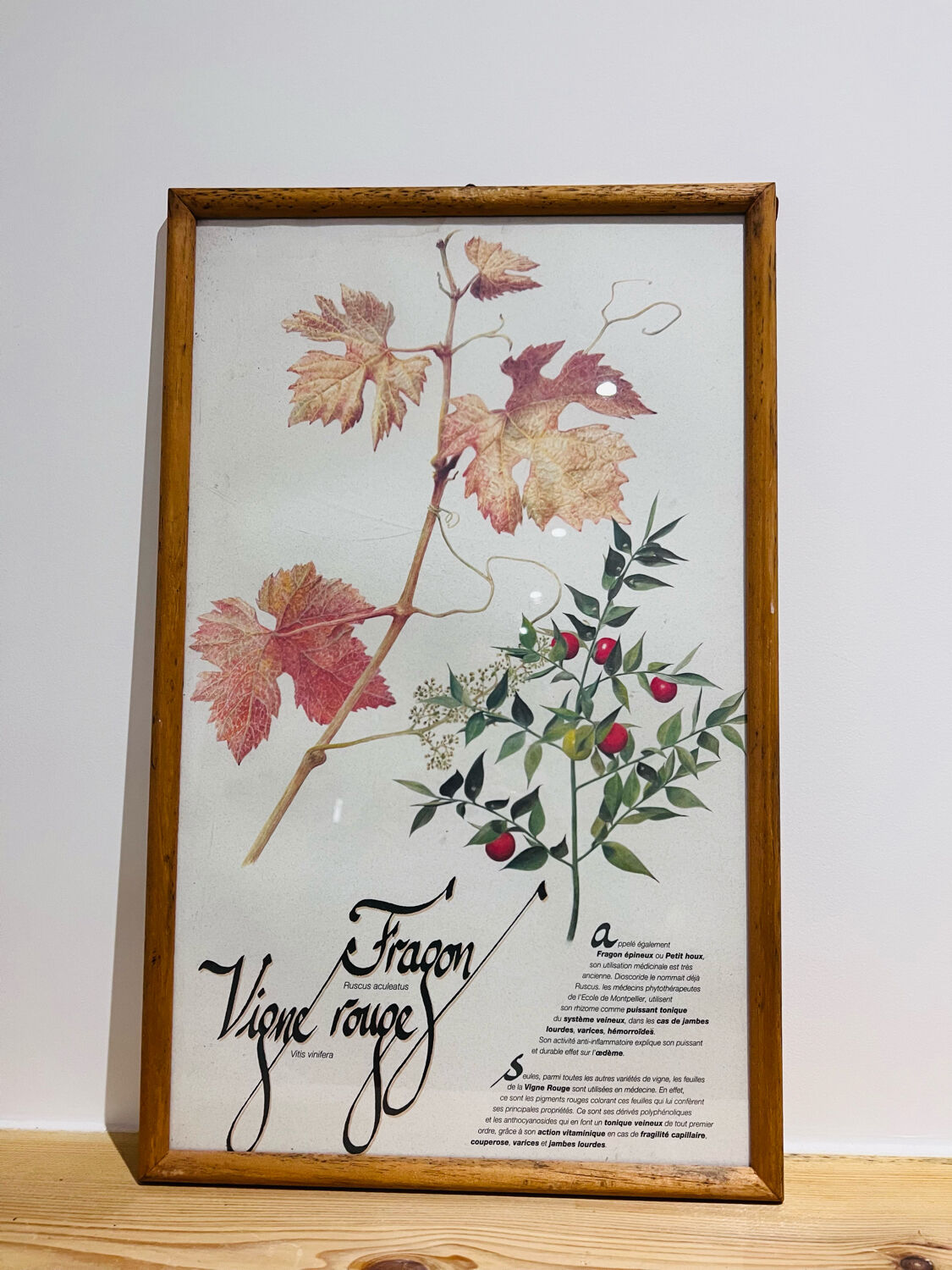 Frame pharmacy herbarium dragon and red vine