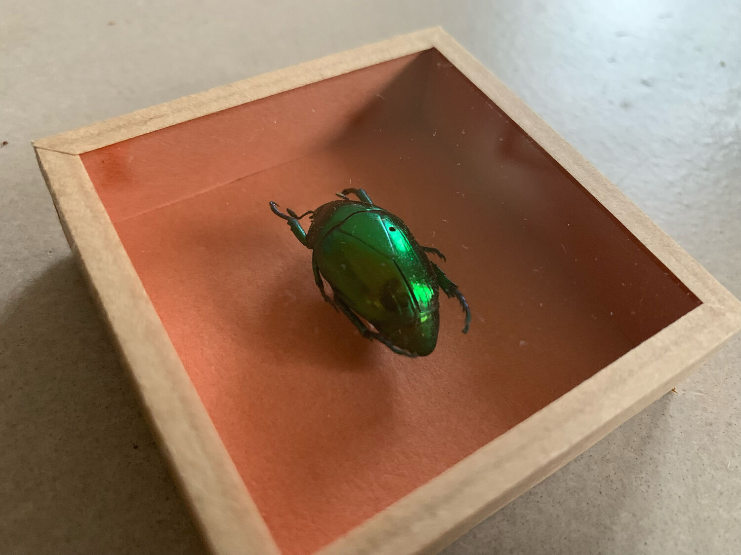 Scrabée naturalisé sous verre