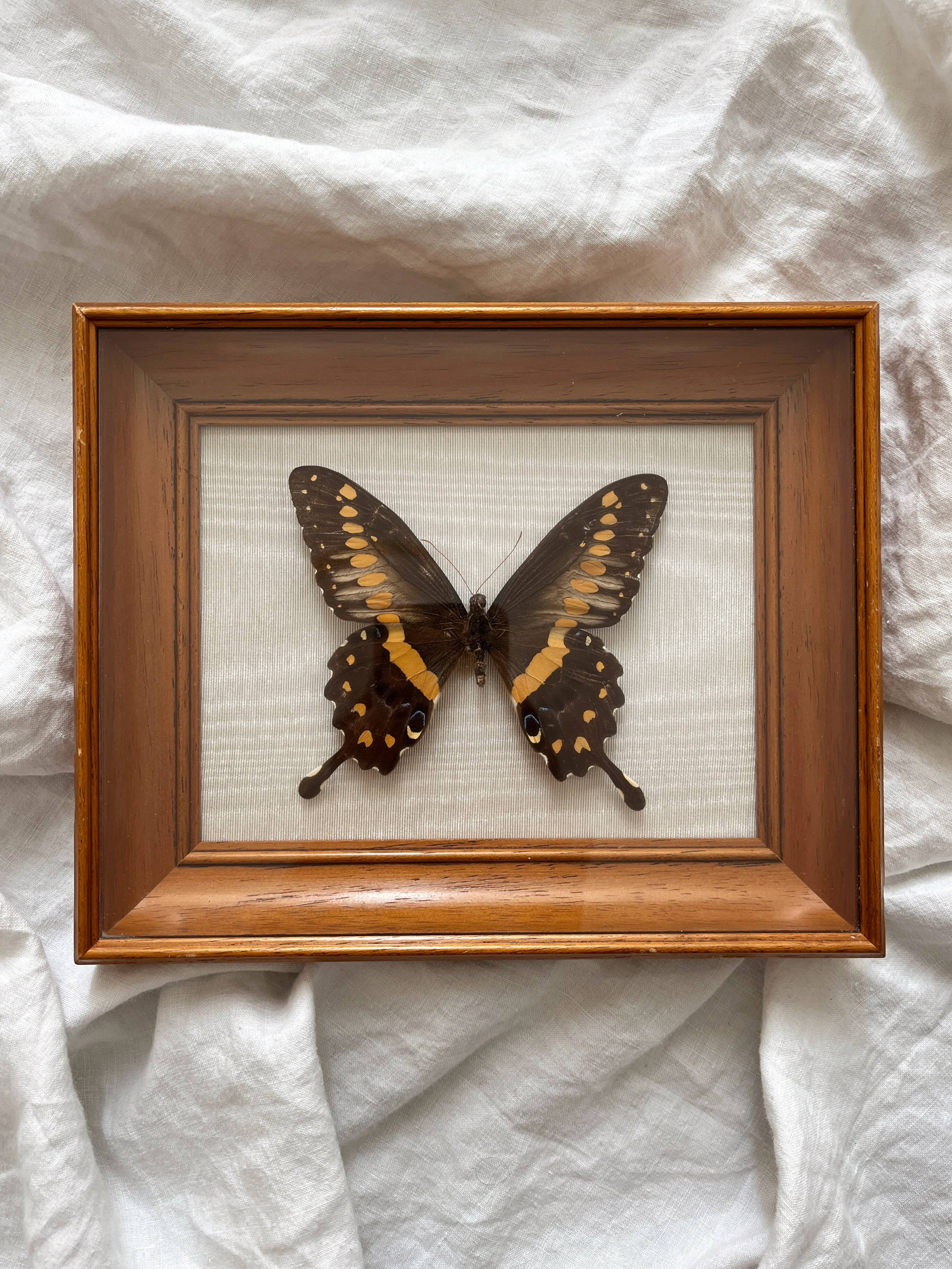 Vintage naturalized butterfly frame cabinet of curiosities