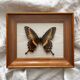 Vintage naturalized butterfly frame cabinet of curiosities