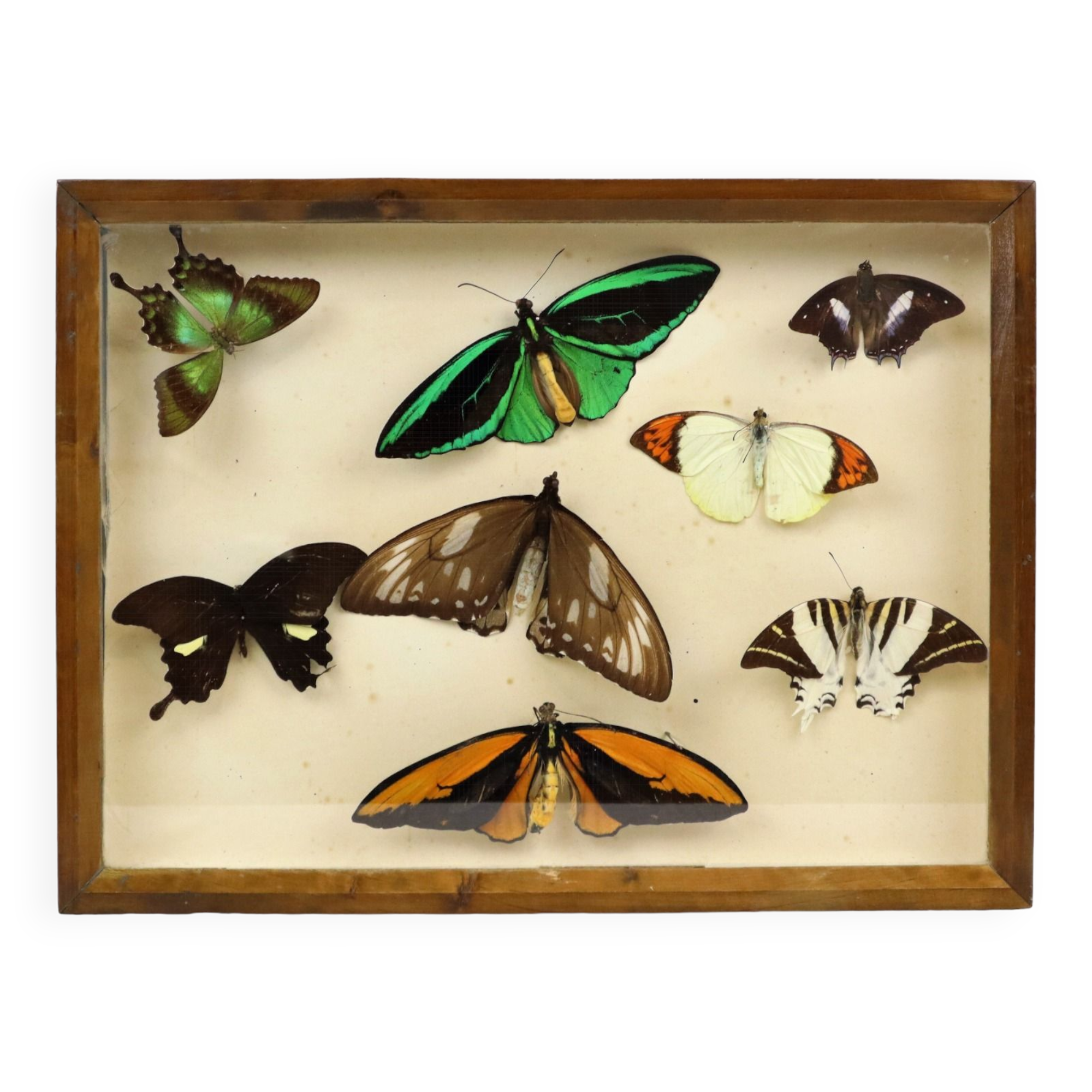Colorful Framed Tropical Butterflies Taxidermy Mounted Insect Display 8 Pieces 40x30cm