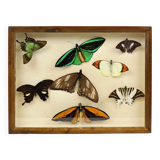 Colorful Framed Tropical Butterflies Taxidermy Mounted Insect Display 8 Pieces 40x30cm