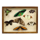 Colorful Framed Tropical Butterflies Taxidermy Mounted Insect Display 8 Pieces 40x30cm