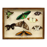 Framed tropical butterflies taxidermy mounted insect display 8 pieces 40x30cm