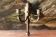 Gilded bronze wall light, monobloc, 18th century