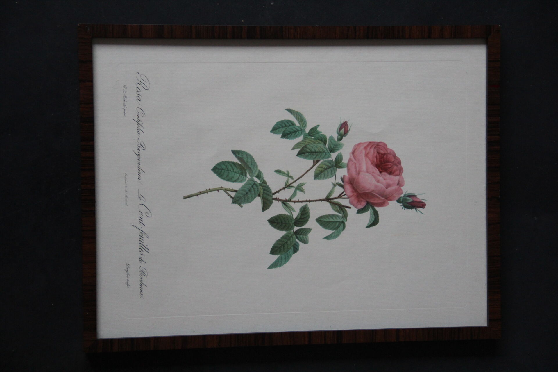 Framed engraving by PJ Redouté