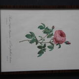 Gravure encadrée de PJ Redouté